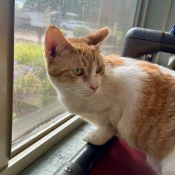 Dunder Mifflin -  Domestic Short Hair Cat for Adoption in Newberg, Oregon - Dunder Mifflin | PetCurious