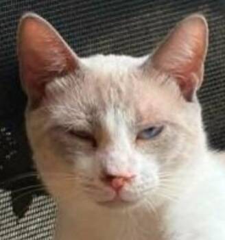 Stevie -  Siamese and Domestic Short Hair Cat for Adoption in New Braunfels, Texas - Stevie | PetCurious