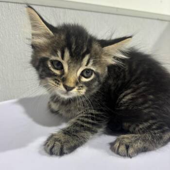 Farah -  Domestic Short Hair Cat for Adoption in Tampa, Florida - Farah | PetCurious