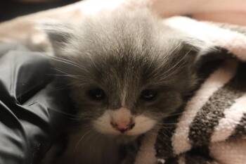DILL -  Domestic Short Hair Cat Available for Adoption in Columbia, South Carolina - DILL | PetCurious