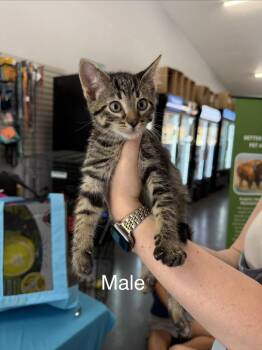 Beef -  Domestic Short Hair Cat for Adoption in Lafayette, Colorado - Beef | PetCurious