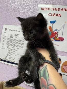 61184929 -  Domestic Short Hair Cat for Adoption in El Paso, Texas - 61184929 | PetCurious
