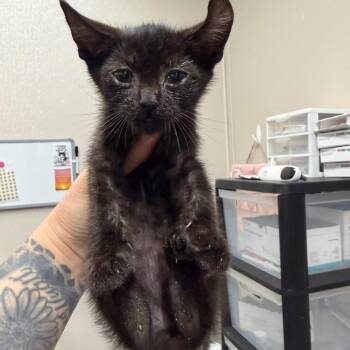 Nameste -  Domestic Short Hair Cat for Adoption in Morganton, North Carolina - Nameste | PetCurious