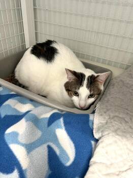 Domestic Short Hair Cats Available for Adoption in Brookings, Oregon - Saruman | PetCurious