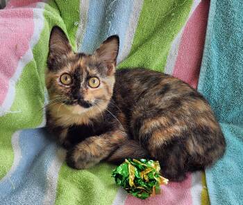 Paisley -  Tortoiseshell Cat for Adoption in New Albany, Ohio - Paisley | PetCurious
