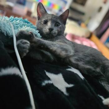 Futon -  Domestic Short Hair Cat for Adoption in Monticello, Iowa - Futon | PetCurious