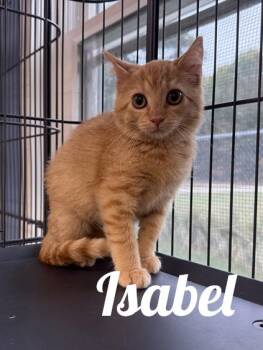 Isabel -  Domestic Short Hair Cat for Adoption in Manistee, Michigan - Isabel | PetCurious