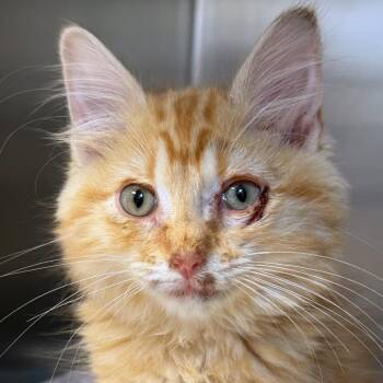 Cornbread -  Domestic Long Hair Cat for Adoption in Ottawa, Kansas - Cornbread | PetCurious