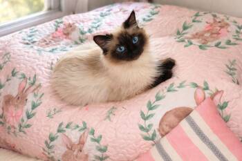 Himalayan and Siamese Cats Available for Adoption in Gun Barrel City, Texas - Lola | PetCurious