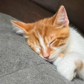 Star Tours -  Domestic Short Hair Cat for Adoption in Parkersburg, West Virginia - Star Tours | PetCurious