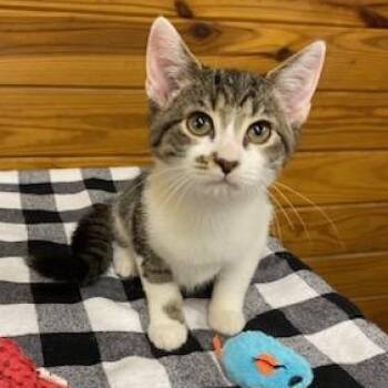 Rescue Tabby Cats for Adoption in Southern Pines, North Carolina - Gold (and Silver) Bonded Pair Of Brothers | PetCurious