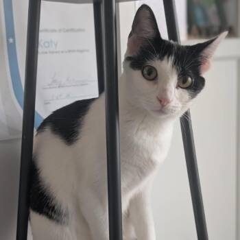 Mulah -  Domestic Short Hair Cat Available for Adoption in Middleton, Wisconsin - Mulah | PetCurious