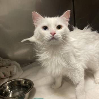 Aurora -  Turkish Angora Cat for Adoption in Penryn, California - Aurora | PetCurious