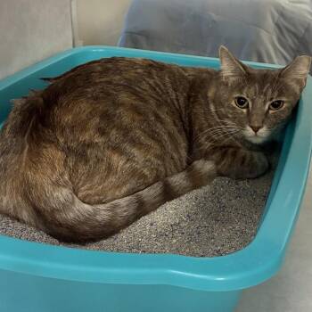 Little Bit -  Domestic Short Hair Cat for Adoption in Buchanan Dam, Texas - Little Bit | PetCurious