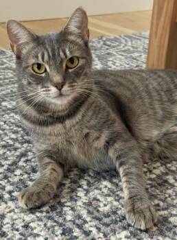 Agnes & Finn -  Tabby Cat for Adoption in New York, New York - Agnes & Finn | PetCurious