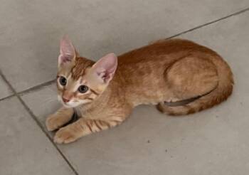 Waffles -  Domestic Short Hair Cat for Adoption in San Antonio, Texas - Waffles | PetCurious