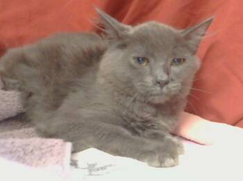 Rescue Domestic Medium Hair Cats for Adoption in Sacramento, California - P1-TEEN (GARDEN KITTEN) | PetCurious