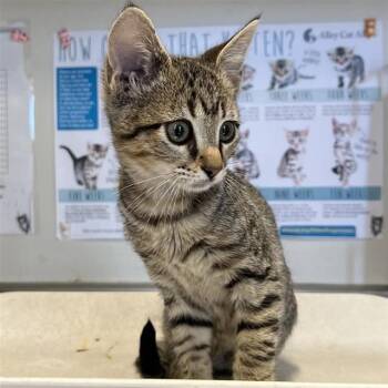 VOGUE -  Domestic Short Hair Cat for Adoption in San Antonio, Texas - VOGUE | PetCurious