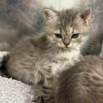 Butterfly -  Persian and Domestic Medium Hair Cat for Adoption in Wappingers Falls, New York - Butterfly | PetCurious
