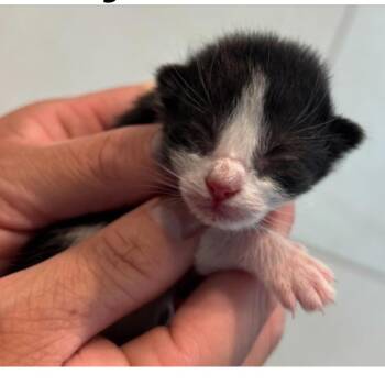 Domestic Short Hair Cats Available for Adoption in Midland, Texas - FWT Toby | PetCurious