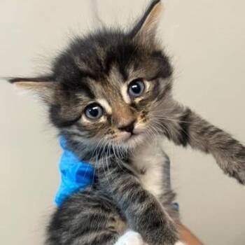 Daisy -  Domestic Long Hair Cat for Adoption in Morgan Hill, California - Daisy | PetCurious