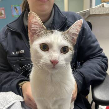 Honey -  Domestic Short Hair Cat for Adoption in Kansas City, Missouri - Honey | PetCurious