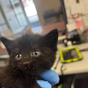 Oodles -  Domestic Short Hair Cat for Adoption in Saint Joseph, Missouri - Oodles | PetCurious