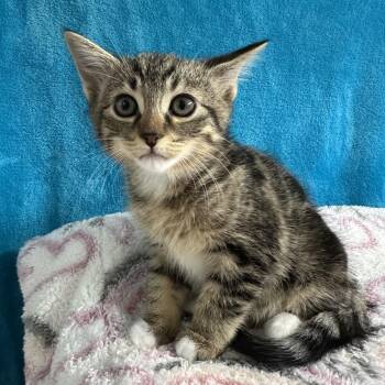 Daisy -  Domestic Short Hair Cat for Adoption in Puslinch, Ontario - Daisy | PetCurious