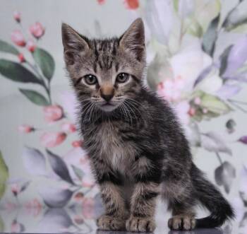 Bagel -  Domestic Short Hair and Tabby Cat for Adoption in Tuscaloosa, Alabama - Bagel | PetCurious