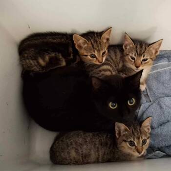 Rescue Domestic Short Hair Cats for Adoption in Woodstock, Virginia - Male Tabby Mebane 3 | PetCurious