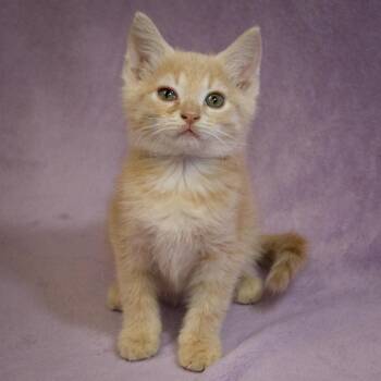 Aster -  Domestic Short Hair Cat for Adoption in Versailles, Kentucky - Aster | PetCurious