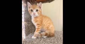 Sophia -  Domestic Medium Hair Cat for Adoption in Ruskin, Florida - Sophia | PetCurious