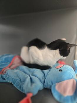 Domestic Short Hair Cats Available for Adoption in Lafayette, Colorado - Cruella | PetCurious