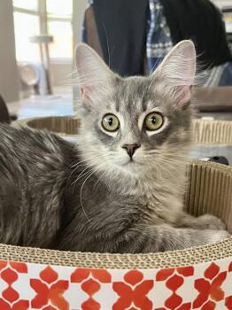 Domestic Long Hair Cats Available for Adoption in Schertz, Texas - Kyle CR | PetCurious