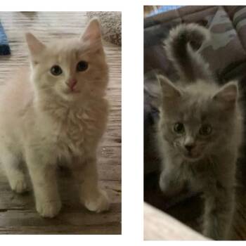 CANNOLI & CLOVE -  Domestic Long Hair Cat for Adoption in Charlotte, North Carolina - CANNOLI & CLOVE | PetCurious