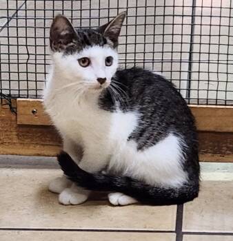 Peanut -  Domestic Short Hair Cat for Adoption in Linden, New Jersey - Peanut | PetCurious