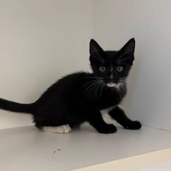 Umbreon -  Domestic Short Hair Cat for Adoption in League City, Texas - Umbreon | PetCurious