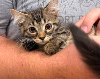 Cannoli -  Domestic Long Hair Cat for Adoption in Defiance, Ohio - Cannoli | PetCurious