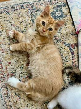 Scooby -  Domestic Medium Hair Cat for Adoption in Lake Orion, Michigan - Scooby | PetCurious