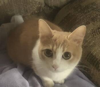 Susie -  Tabby and Munchkin Cat for Adoption in Salem, New Hampshire - Susie | PetCurious