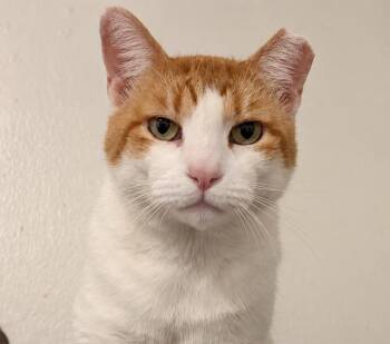 Lucian -  Tabby and Tuxedo Cat for Adoption in Las Cruces, New Mexico - Lucian | PetCurious