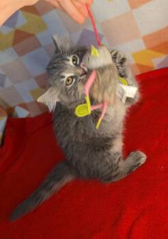 Magnus -  Domestic Short Hair Cat Available for Adoption in Miami, Oklahoma - Magnus | PetCurious