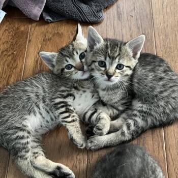 Monoco -  Domestic Short Hair Cat Available for Adoption in Houston, Texas - Monoco | PetCurious