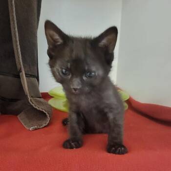 Domestic Short Hair Cats Available for Adoption in Phoenix, Arizona - Heron | PetCurious