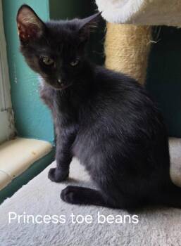 Princess Toebeans -  Domestic Short Hair Cat for Adoption in Oviedo, Florida - Princess Toebeans | PetCurious