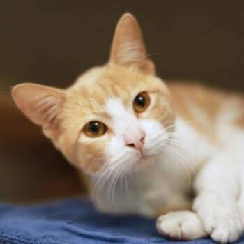 Domestic Short Hair Cats Available for Adoption in Atlanta, Georgia - Adam | PetCurious