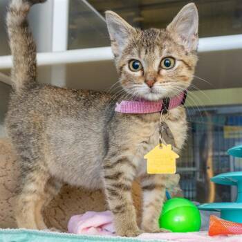 LOLA -  Domestic Short Hair Cat for Adoption in St. Louis, Missouri - LOLA | PetCurious