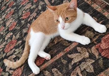 Pumpkin -  Domestic Short Hair Cat for Adoption in Hamilton, Michigan - Pumpkin | PetCurious