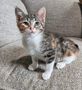 Rose -  Domestic Short Hair Cat for Adoption - Rose | PetCurious
