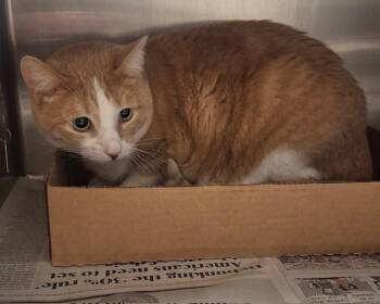 Domestic Short Hair Cats Available for Adoption in Olathe, Kansas - TEXAS | PetCurious